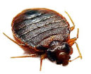 Bedbugs Pest Control