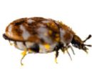 Carpet beetles Pest Control