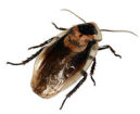 Cockroaches Pest Control