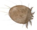Dust mites Pest Control