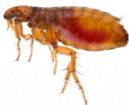 Fleas Pest Control