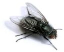 Flies Pest Control
