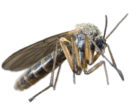 Mosquitoes Pest Control