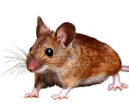 Mice Pest Control