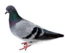 Pigeons Pest Control