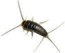 Silverfish Pest Control