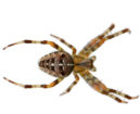 Spiders Pest Control
