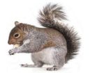 Squirrels Pest Control