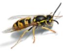 Wasps Pest Control