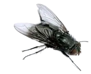 Flies,Fly control