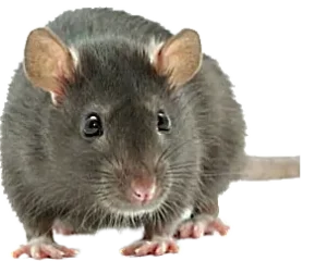Rats,Rat Control