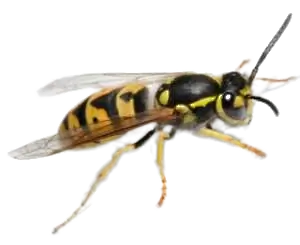 Wasps,Wasp Control